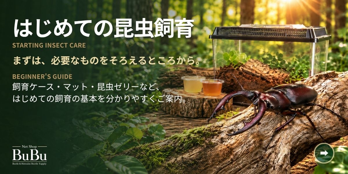 はじめての昆虫飼育