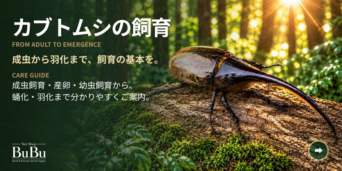 カブトムシの飼育