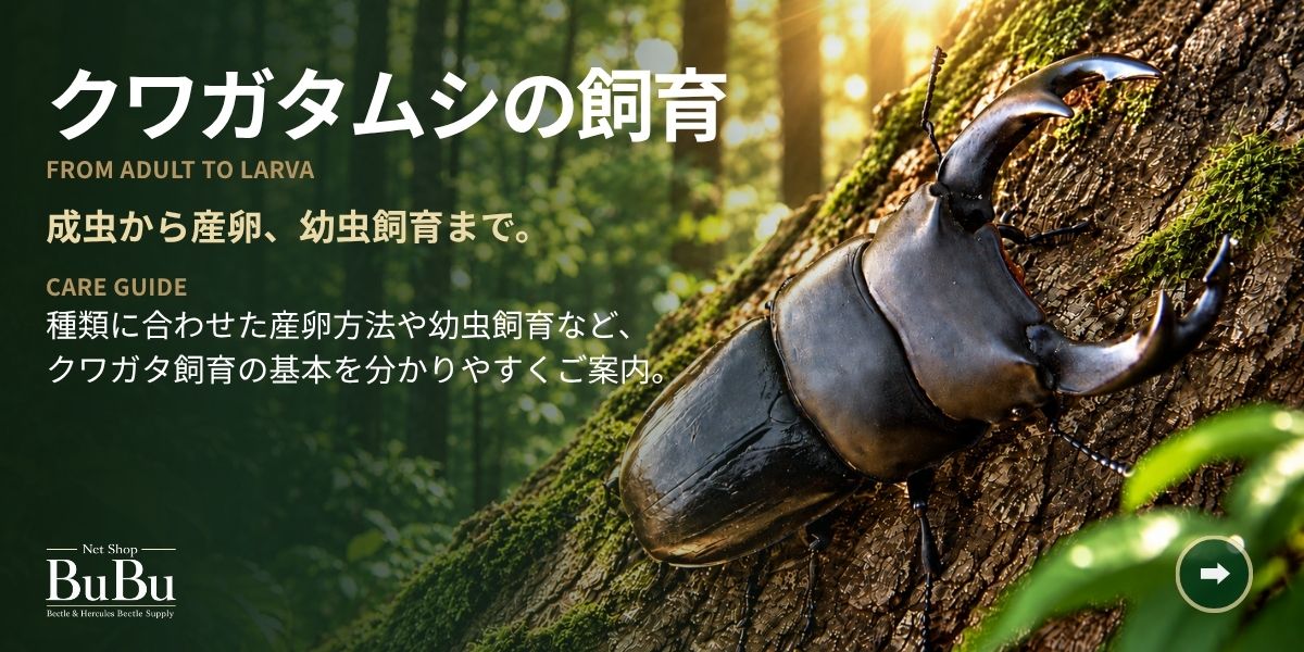 クワガタムシの飼育
