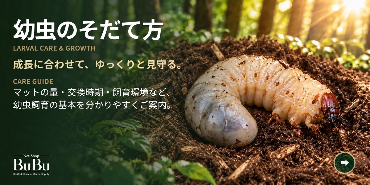 幼虫の育て方