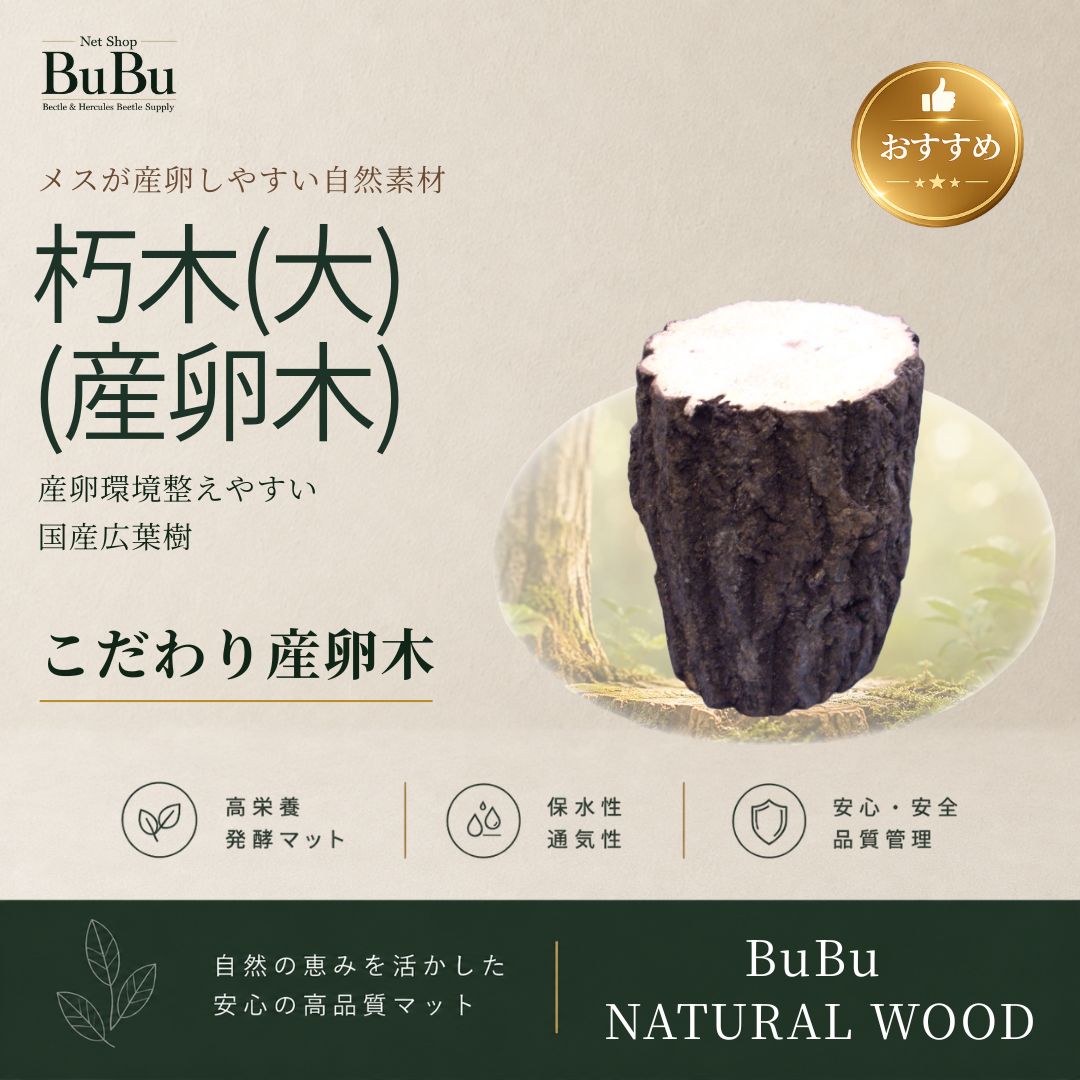 朽木（大）