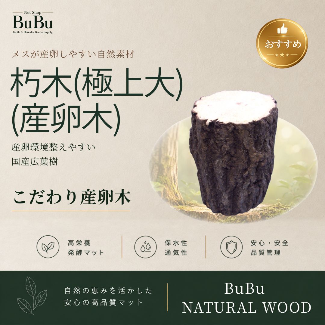 朽木（極上大）